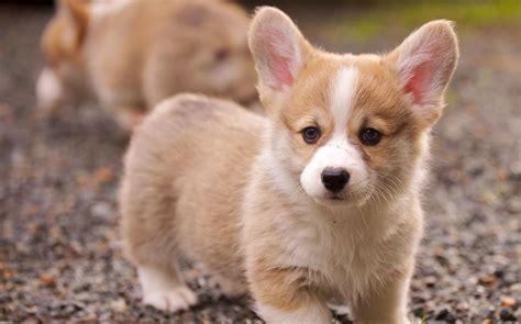 20 Cutest Dog Breeds