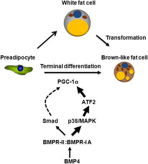 Bmp4 Mediated Brown Fat Like Changes In White Adipose Tissue Alter