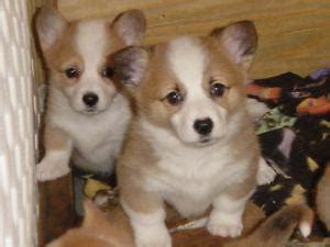 The pembroke welsh corgi puppy is one type of corgi. 2 beautiful females & 2 males Pembroke Welsh Corgi Puppies ...