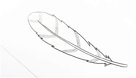 Curved Feather Drawing At Getdrawings Free Download