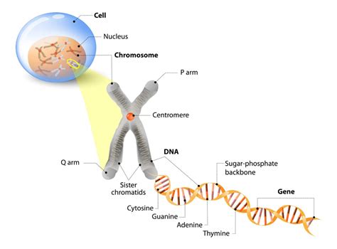 What Is Dna And How Does It Work Science Abc