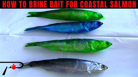 How To Brine Bait For Coastal Salmon Youtube