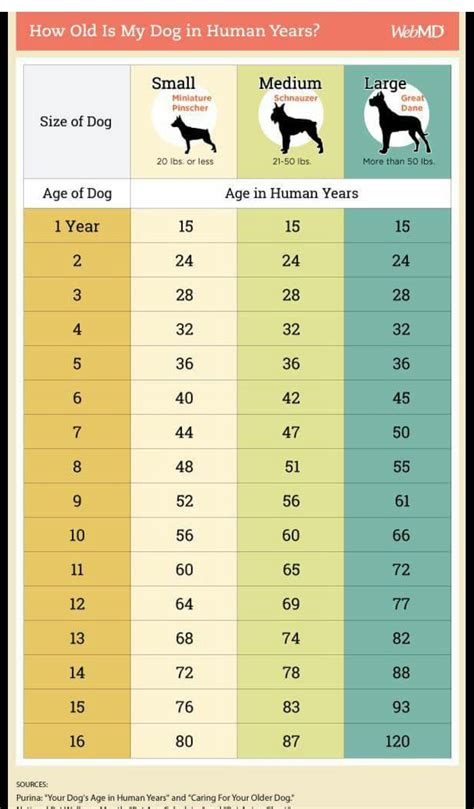Cat Age Calculator By Breed