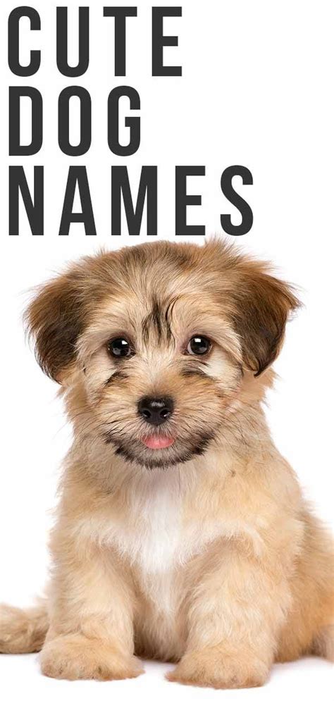 Cute Dog Names Over 200 Adorable Names For Boy And Girl Puppies Girl