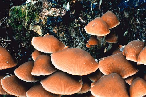Mushroom Identification Guide Florida Verified