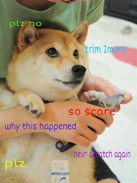Doge Meme Much Wow Dog Funny Shiba Inu Meme