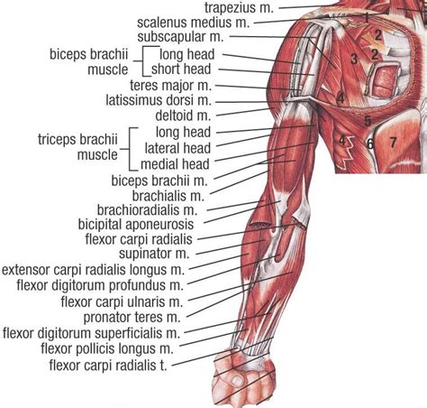 All Arm Muscles Names Photo Of Arm Muscle Model With Outlined And