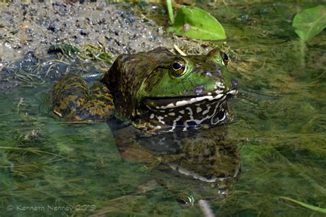 Bullfrog 3 American Bullfrog Lithobates Catesbeianus Ce Flickr