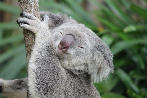 Happy Cuddly Animals Koala Marsupial Cute Animals