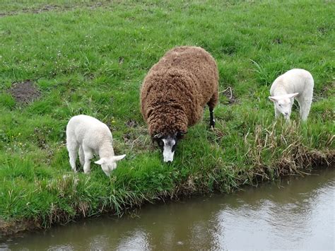 Lamb Lambs Sheep Free Photo On Pixabay Pixabay