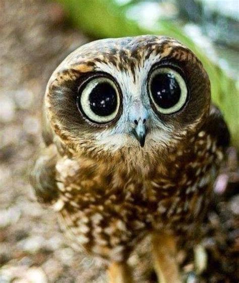 Baby Owl With Large Cute Eyes Aww