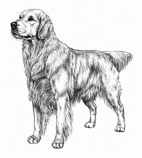 Cute Realistic Puppy Coloring Pages Pic Floppy