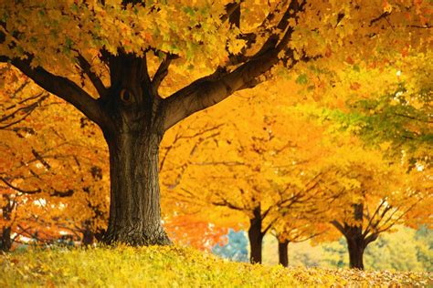 Golden Autumn Trees 高清壁纸 桌面背景 2000x1333 Id736832 Wallpaper Abyss