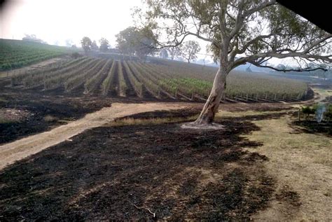 Terrifying moment brave firefighters battle an out of control blaze tearing through the adelaide hills. Adelaide Hills bushfire crisis: winemakers count the cost ...