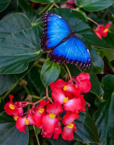Loveliness Blue Morpho Butterfly Morpho Peleides Blue Morpho