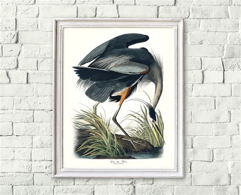 Great Blue Heron Print Coastal Bird Prints Audubon Bird Etsy