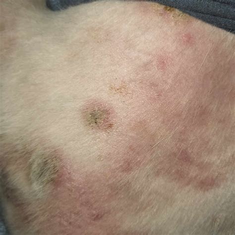 Pictures Of Dog Skin Allergies And Rashes Vet Advice
