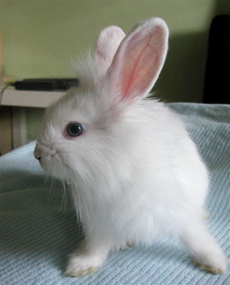Lionhead Bunny Adopted 11 Years 1 Month Blue Eyed Lionhead Bunny