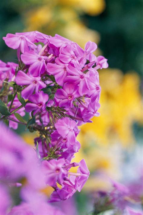 The Best Fragrant Flowers For Your Garden Better Homes And Gardens