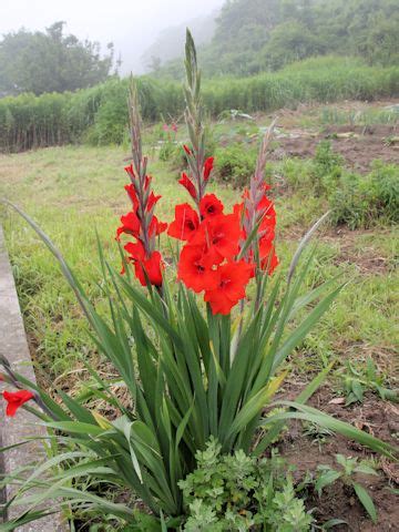 You can plant up to four weeks before the last expected spring frost, provided you are willing to protect the plants on the inevitable nights when frost. グラジオラス (Gladiolus hybridus)