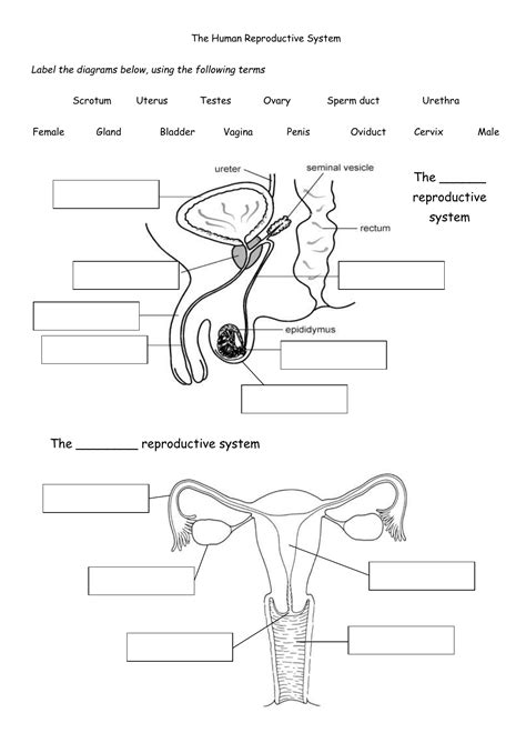 Blank Diagram Of Human Reproductive Systems Reproductive Organs