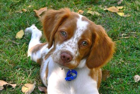 The 14 Cutest Brittany Spaniels Currently Online Pettime