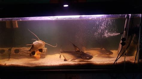 For Sale Red Tail Catfish And Hi Fin Pangasius Tropical Aquariums Sa