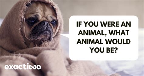 Exactimo 16 Answers To What Animal Would You Be And Why Tool