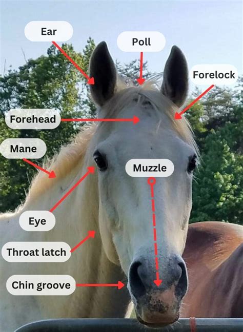 Parts Of A Horse Horse Anatomy With Pictures Equestrians Guide