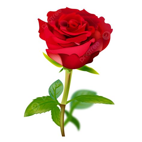 รูปการออกแบบดอกกุหลาบสีแดง Png กุหลาบสีแดง ดอกกุหลาบ การออกแบบดอก