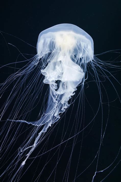 Jellyfish Cyanea Capillata Jellyfish Photography Deep Sea