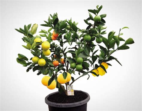 Types Of Grafting Fruit Trees Fruit Trees
