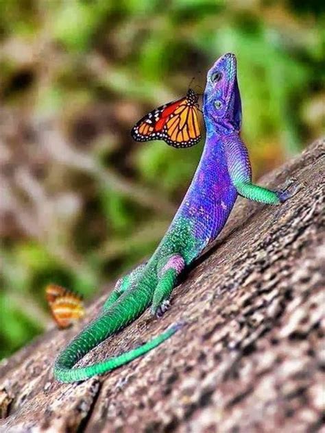 15 Animals That Took The Definition Colors Of The Rainbow Literally
