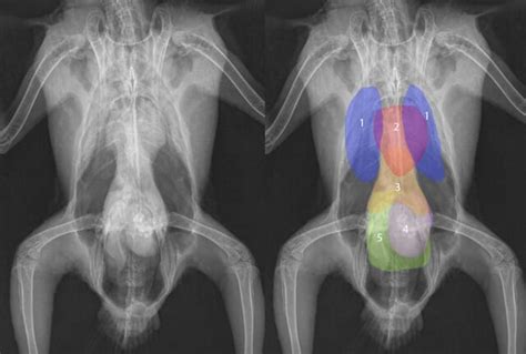 How To Take And Interpret Avian Radiographs Veterinary Practice