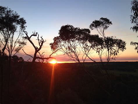 Sunset With Silhouette Of Eucalyptus Trees In Western Australia Stock