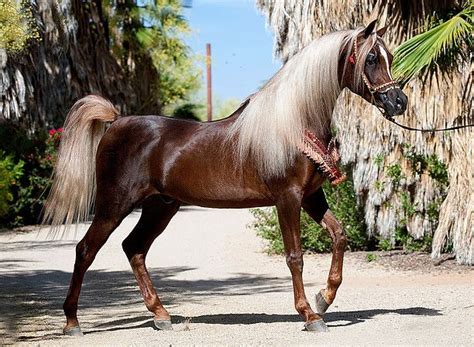 Kehilan Arabians Breeders Of Straight Egyptian Arabian Horses Horses