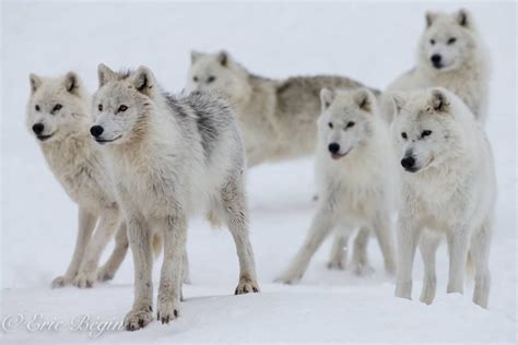 Loups Arctiques Artic Wolves Wolf Arctic Wolf Wolf Life
