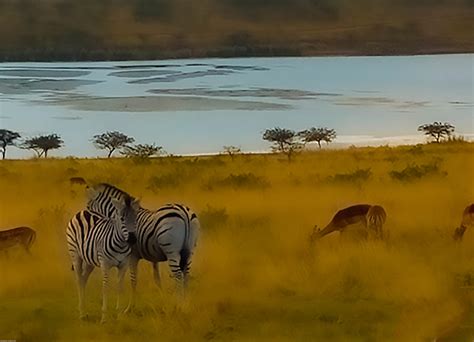 African Watering Hole