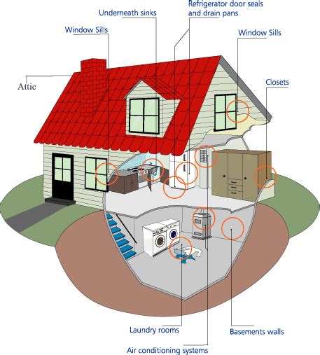 Contact a newburgh mold inspection pro for a free phone consultation today. A+ Mold Inspection | Home Mold Inspection and Testing in ...