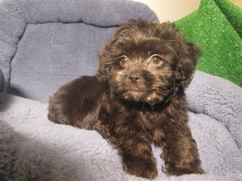 Loving Lhasapoo Puppies Available Lhasa Apso X Poodle 8 12 Weeks