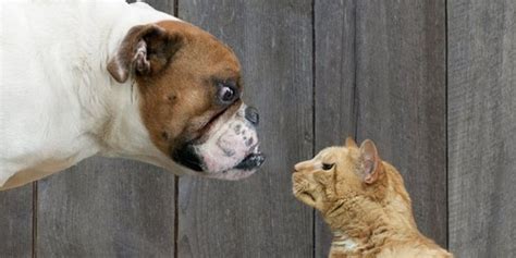 Pet type (any) birds cats dogs fish horses invertebrates poultry rabbits reptiles rodents. Cat People Vs. Dog People: Can't We All Get Along? | HuffPost