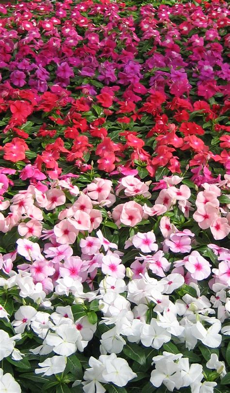 Find deer resistant plant now! Vinca Mix | Bloom-Masters