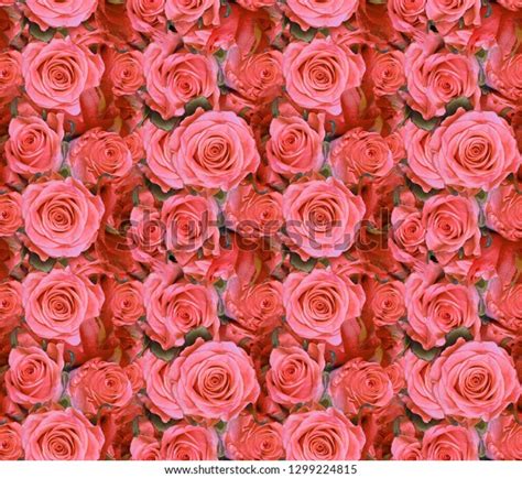 Light Red Roses Seamless Background Macro Stock Photo Edit Now 1299224815