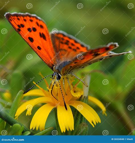 Farfalla Che Si Alimenta Sul Fiore Giallo Fotografia Stock Immagine