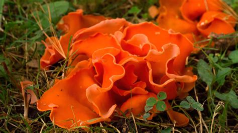 Discover 3 Types Of Orange Mushrooms A Z Animals