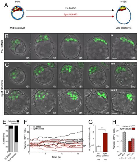 Inhibition Of Apkc In Mid Blastocysts Impairs The Segregation Of Pre