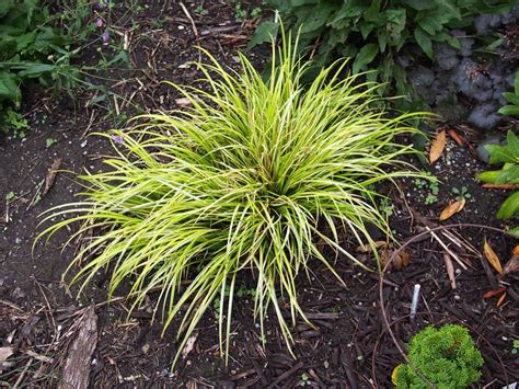 How To Grow Ogon Golden Variegated Sweet Flag Grass