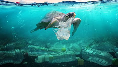Dampak Sampah Plastik Bagi Lingkungan Dan Ekonomi Begini Cara
