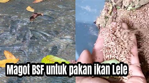 Budidaya Maggot Bsf Secara Sederhana Di Rumah Untuk Pakan Alternatif