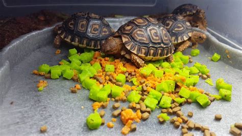 Leopard Tortoise Size Housing Food And Light Requirements